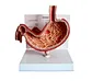 Human stomach model